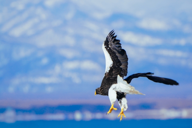 ポイントガードの居ないチームってどうよ？