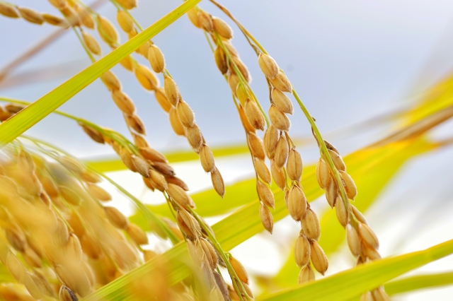 集客モデルは、狩猟型派？農耕型派？