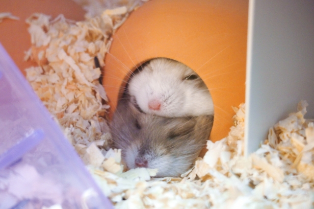 それはリピーターじゃない。