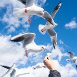 カモメにえびせん。その心は？